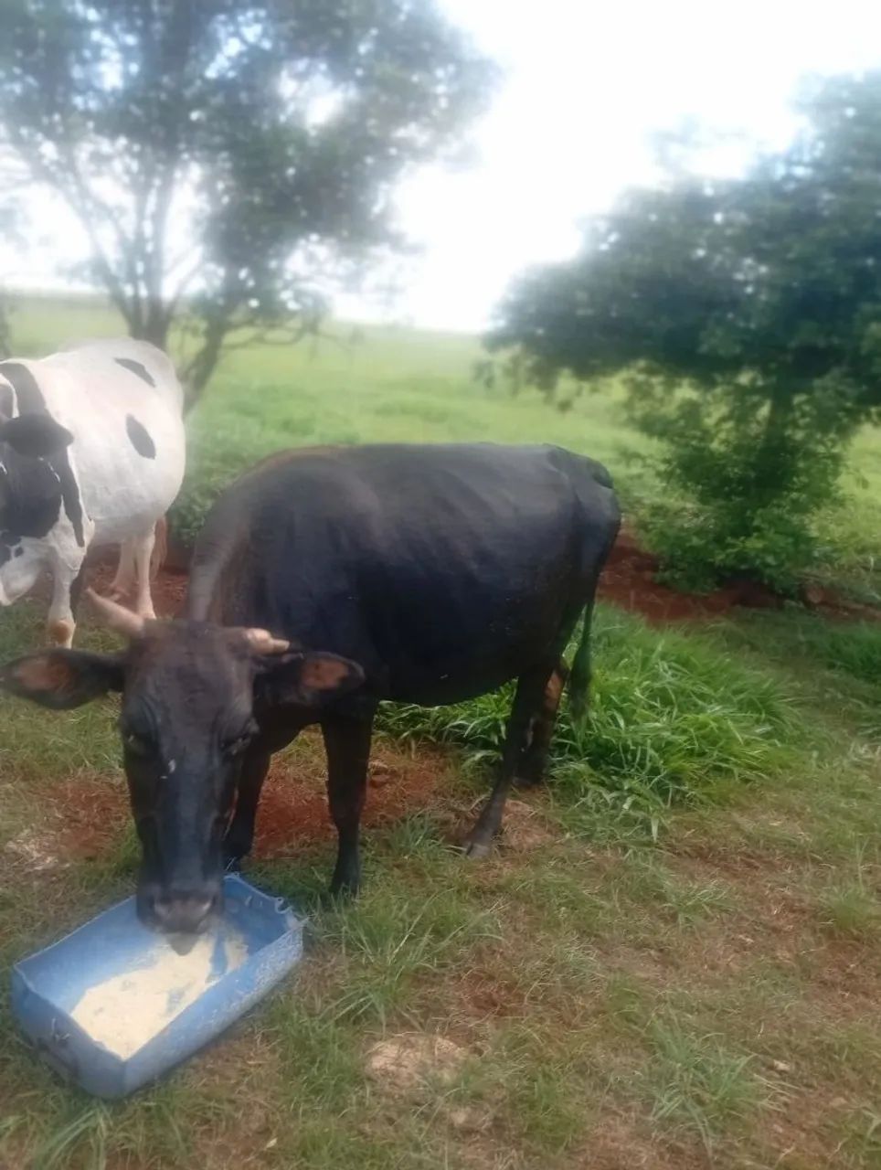 Vendo vaca leiteira mojando 4500,00