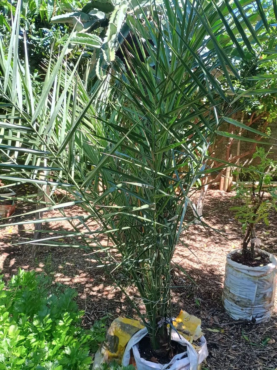 Mudas frutíferas  - Foto 4