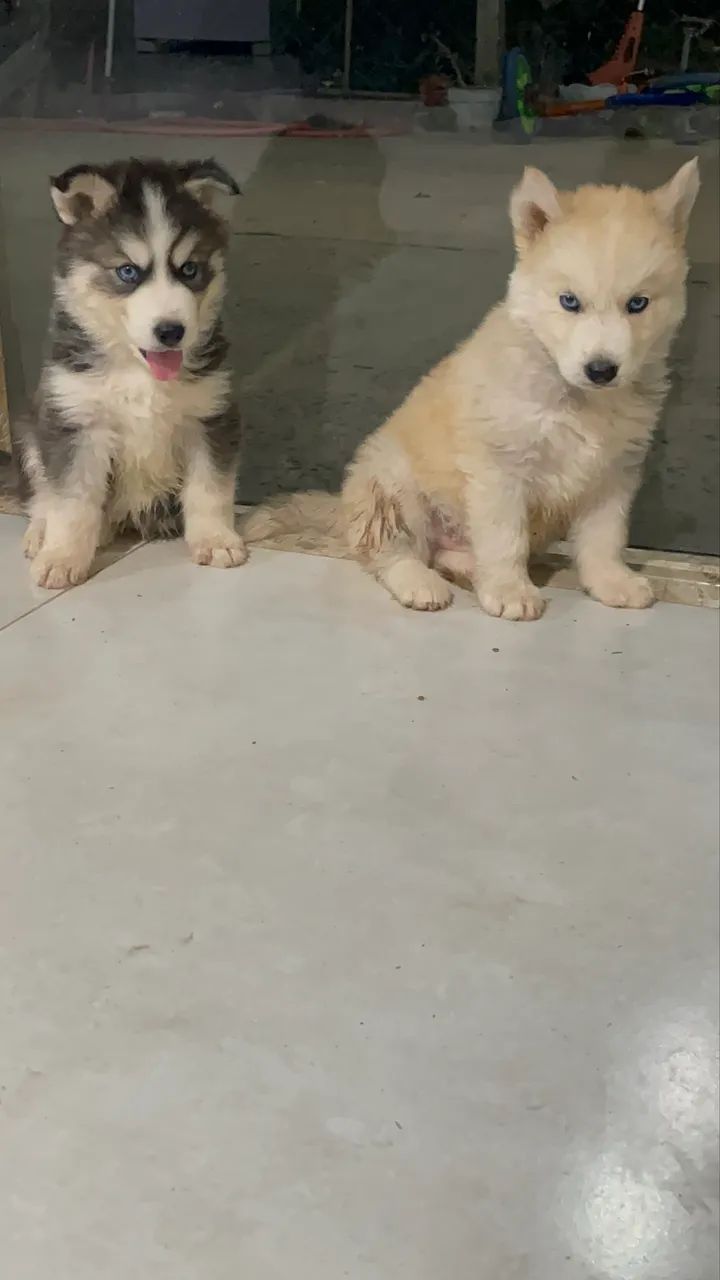 Husky siberiano - Foto 2