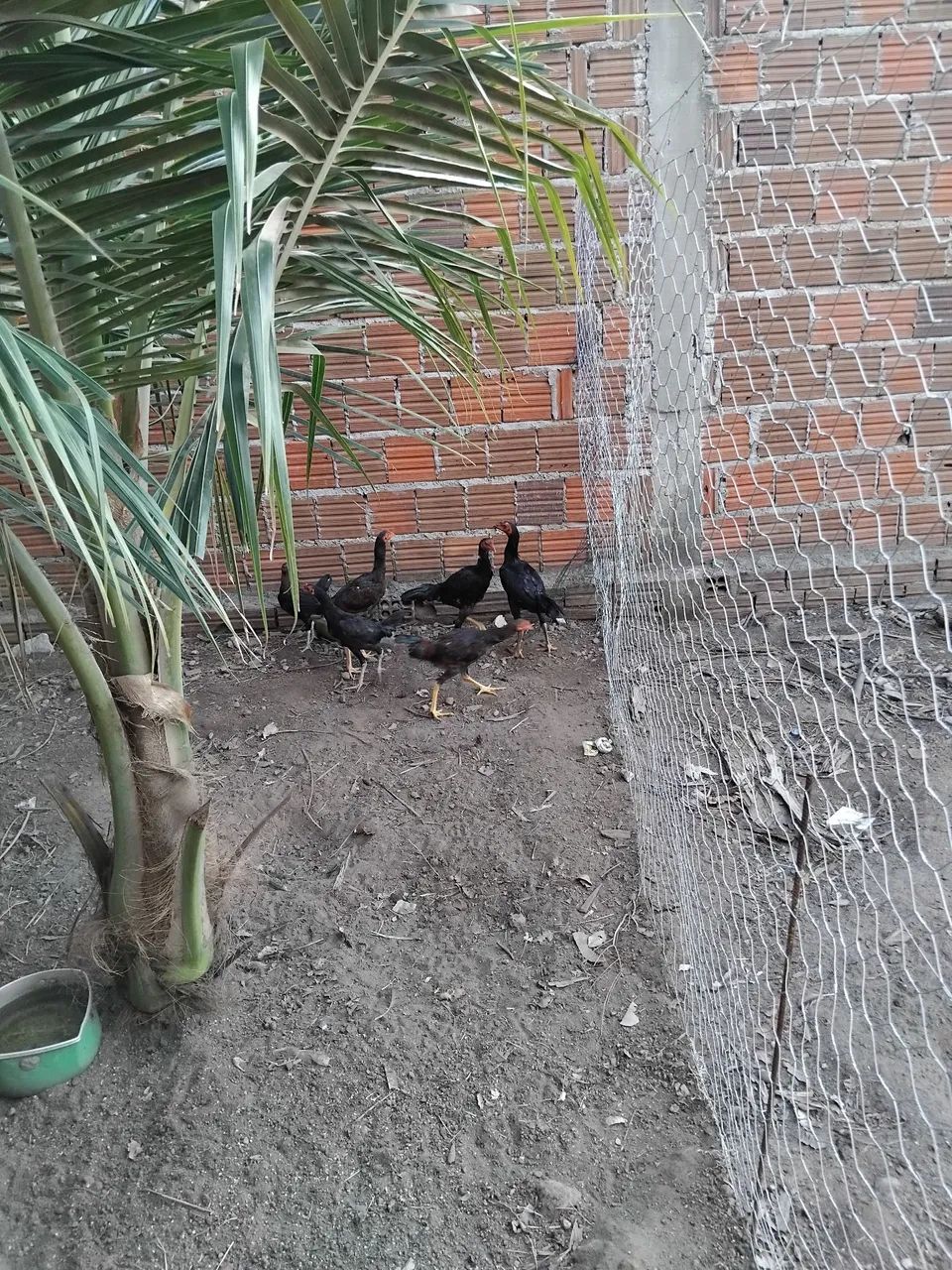 Frango e frangas