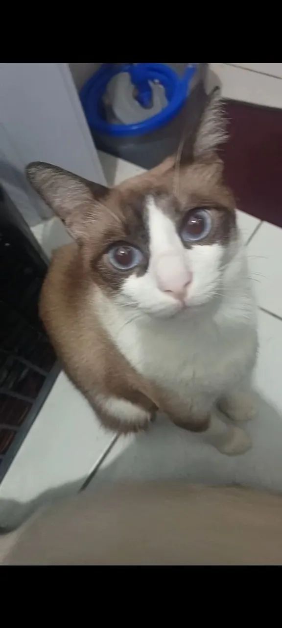 Gatinho para adoção responsavel - Foto 3