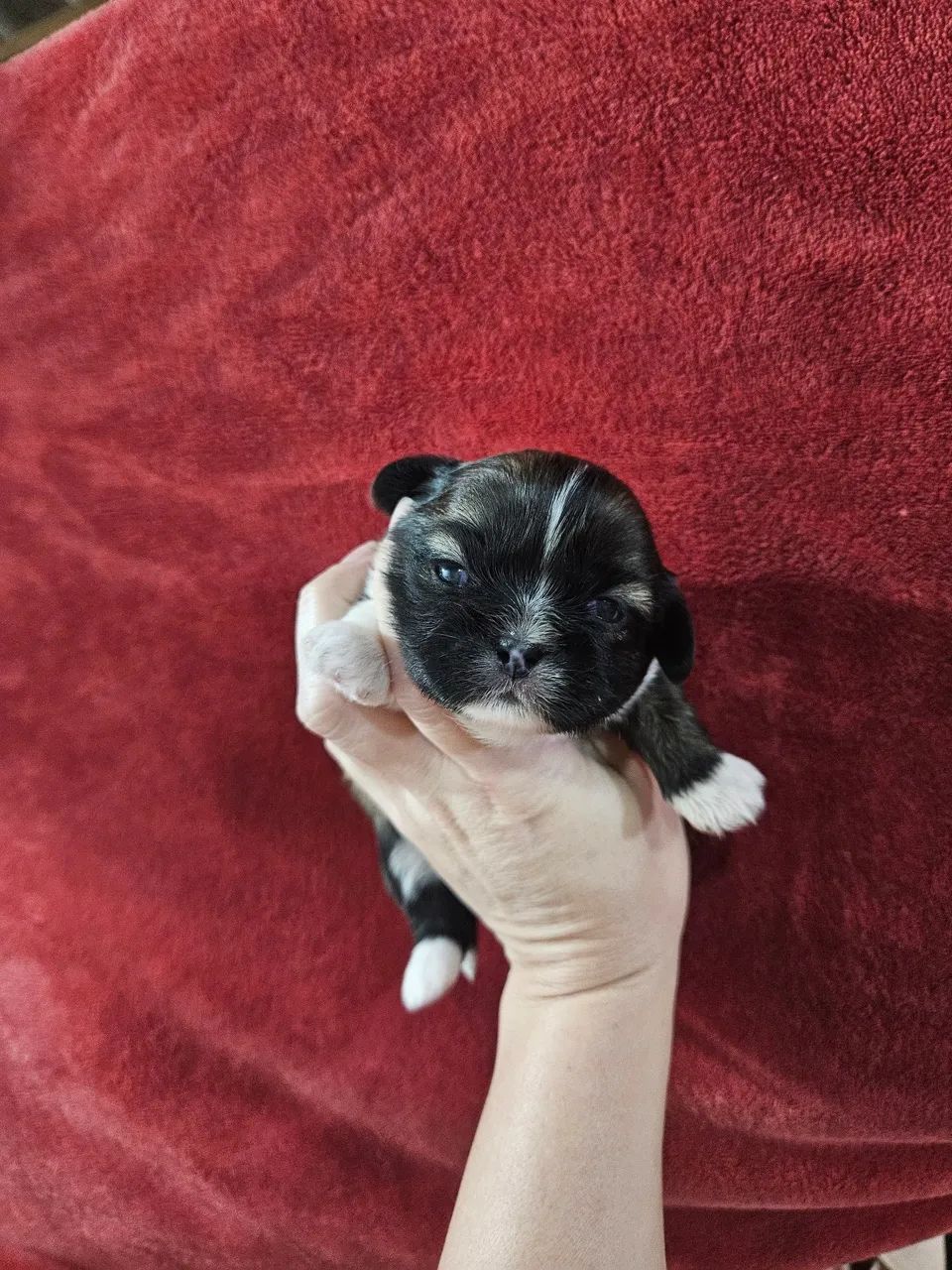 ShihTzu Macho  - Foto 3