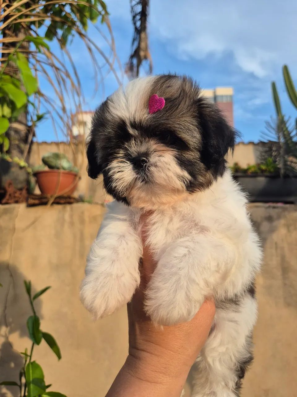 Shih-tzu  - Foto 3