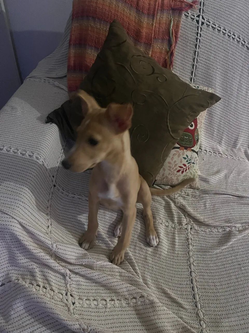 Adoção responsável  - Foto 4