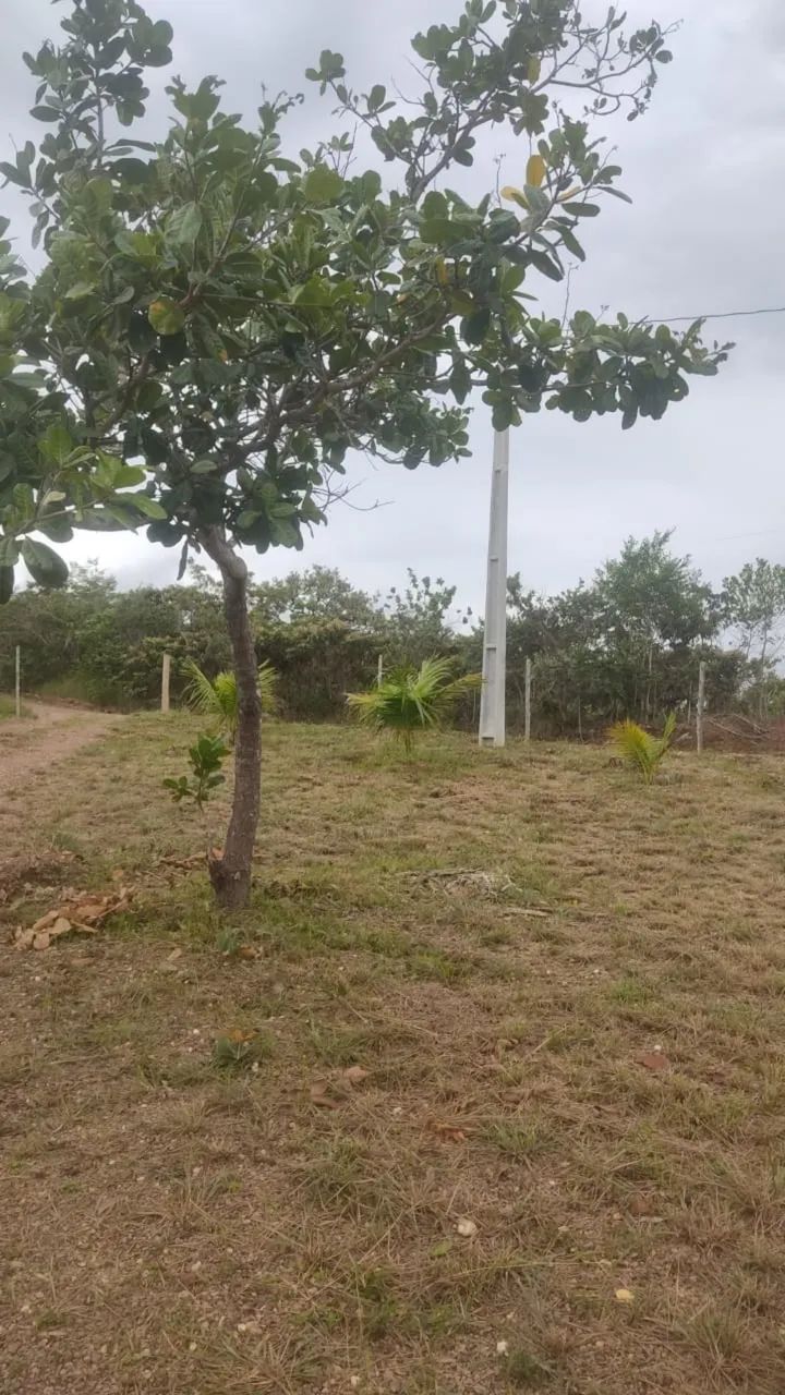  Mini chácara  - Foto 4