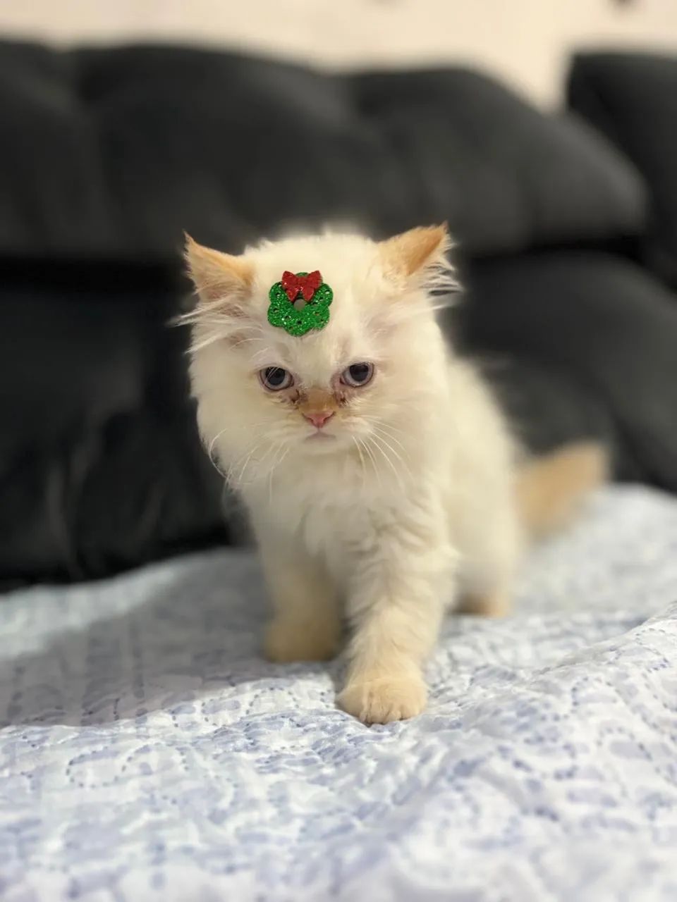 Filhote persa  - Foto 3