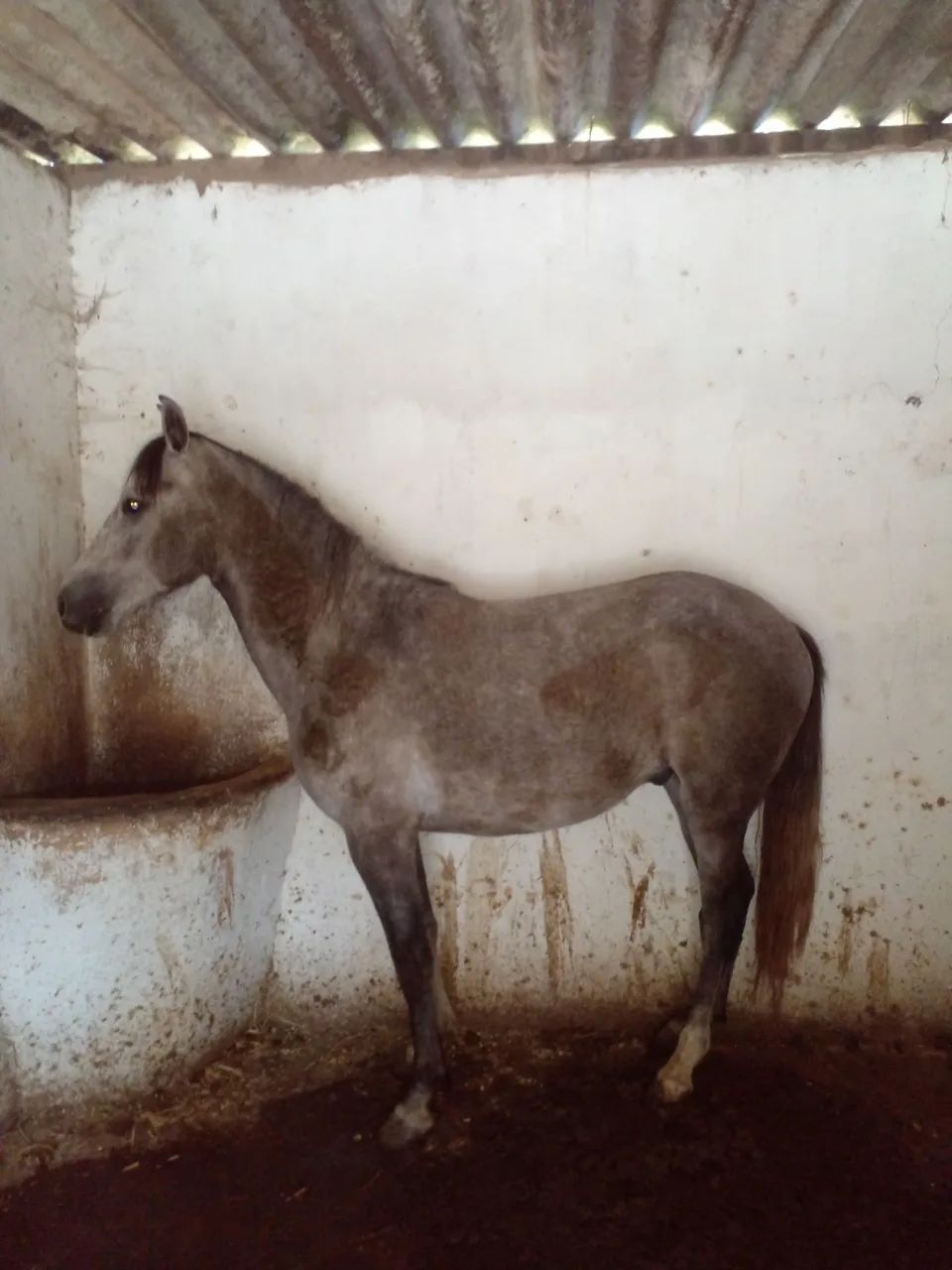 Cavalo