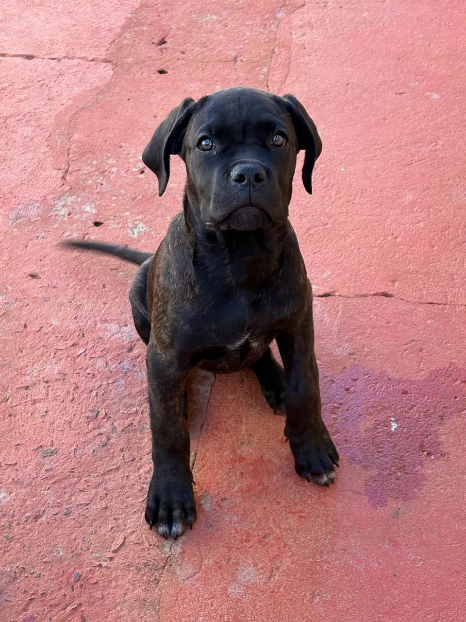 Filhote de Cane Corso - Foto 3