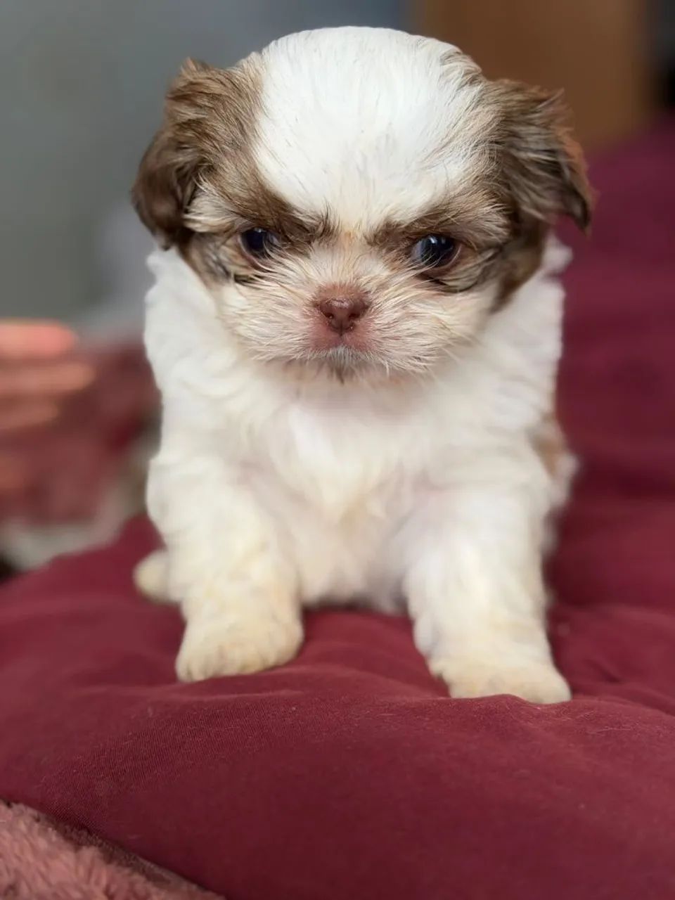 Mini Shitzu  - Foto 5