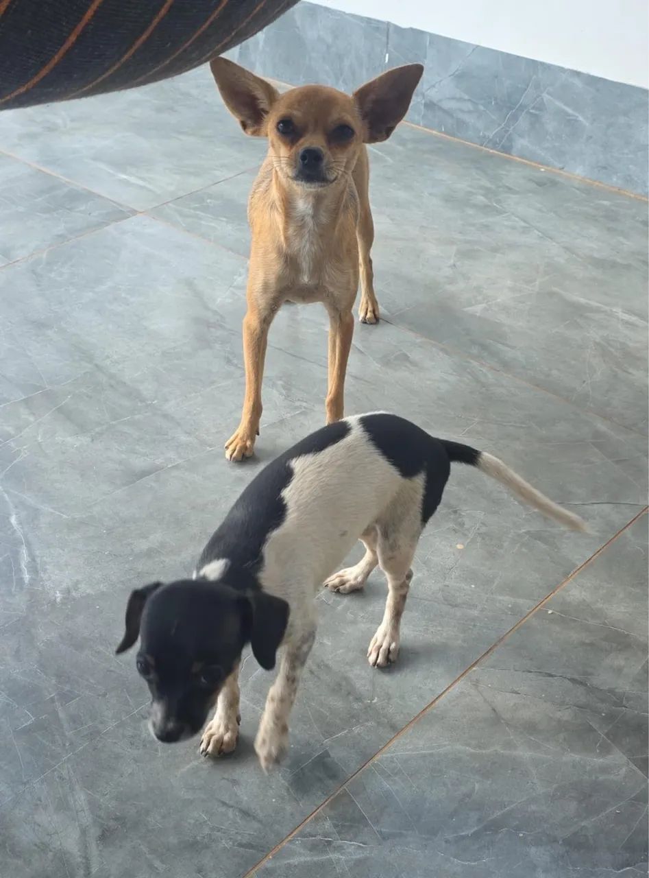 Pinscher  1 