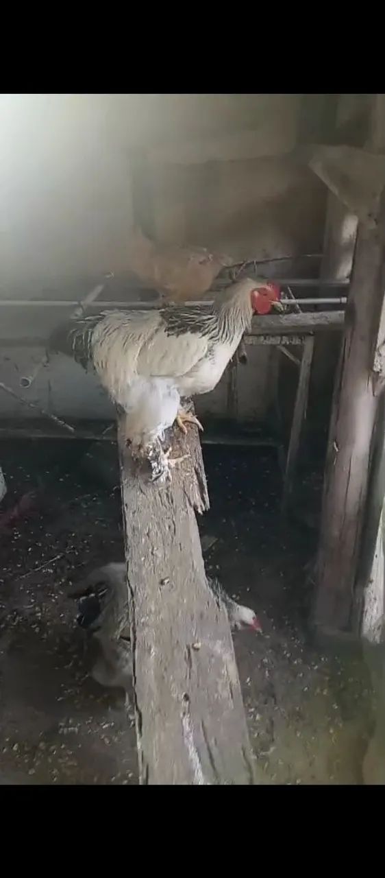 2 Bramah e 1 Carijó  - Foto 4