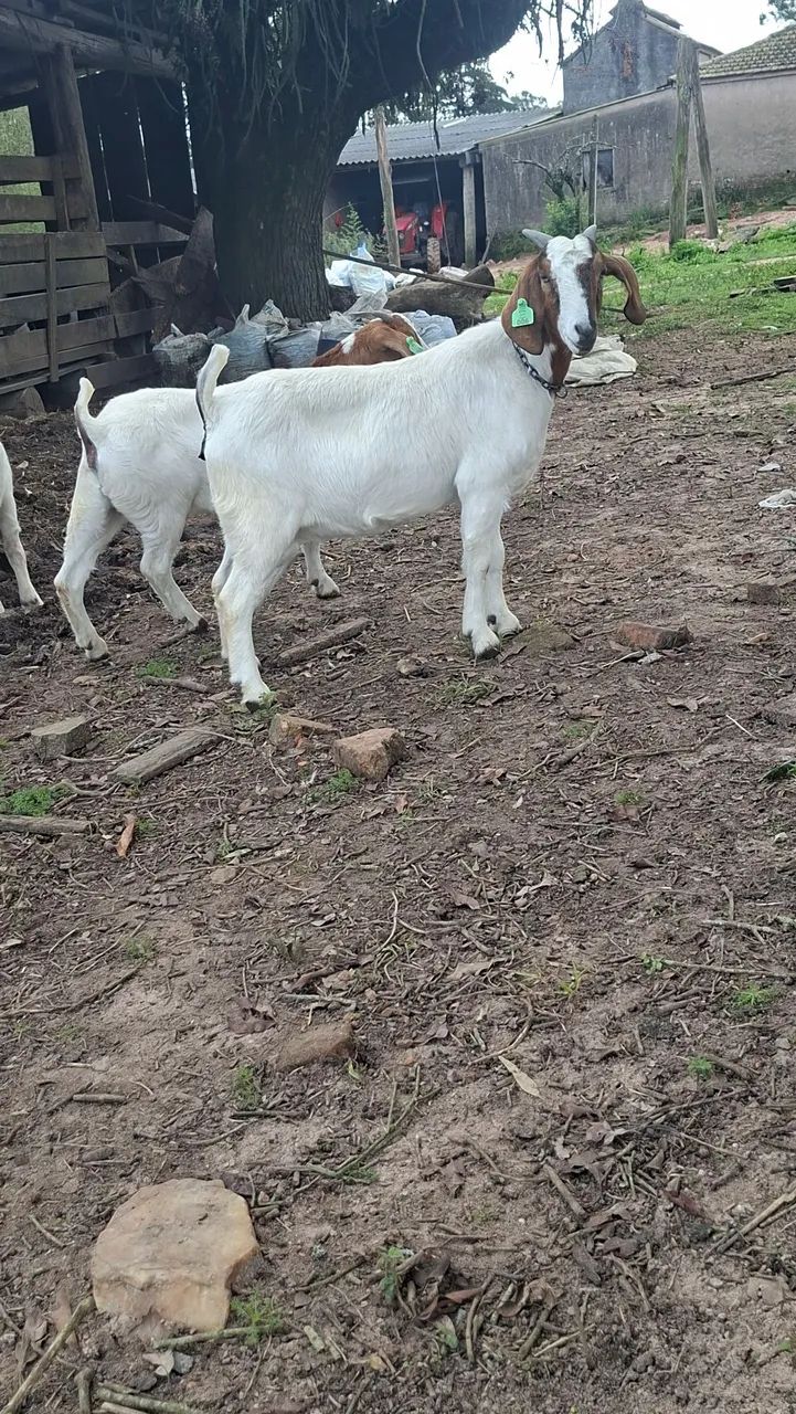 Cabras prenhas  - Foto 2