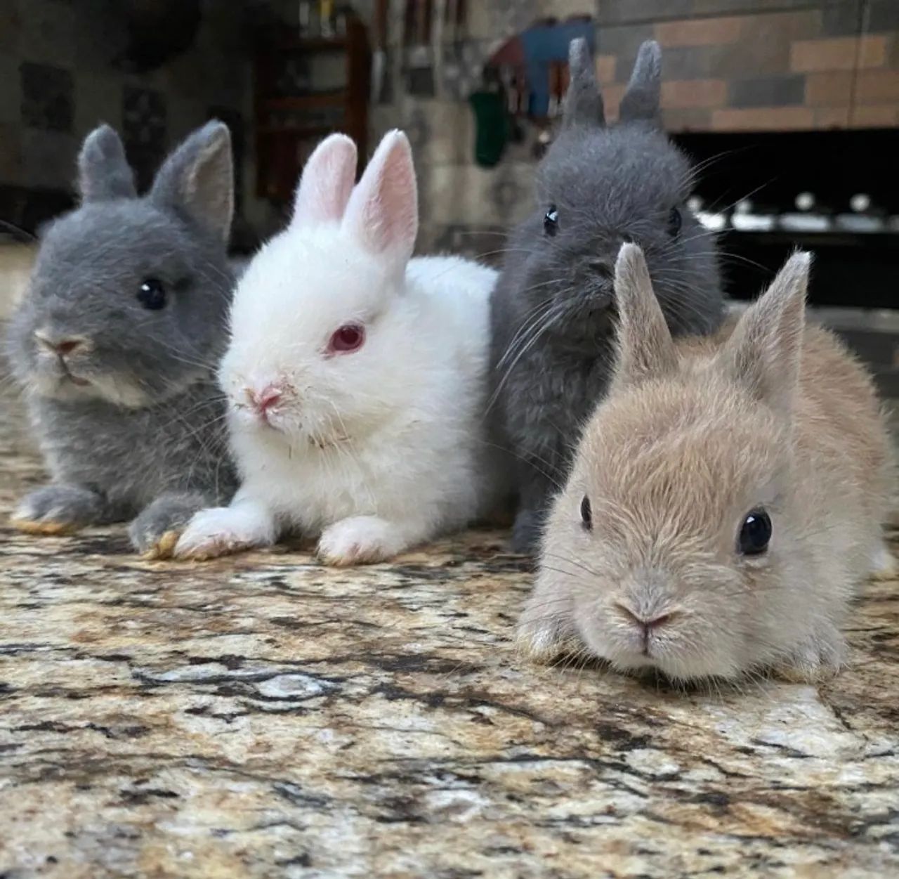 Coelho anão  Netherland Dwarf