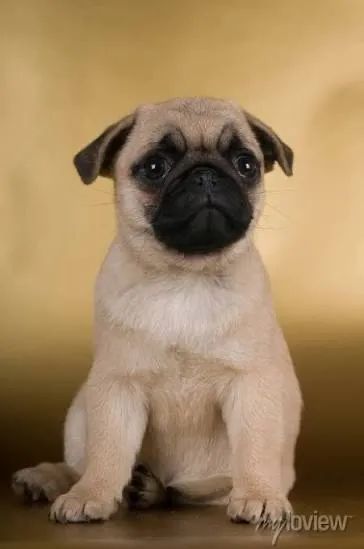 Pug dobrinhas 