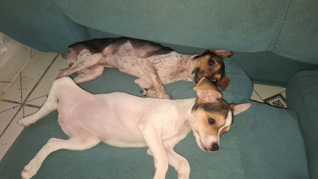 Pinscher
