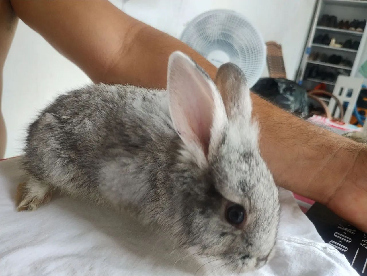Coelhos  - Foto 5