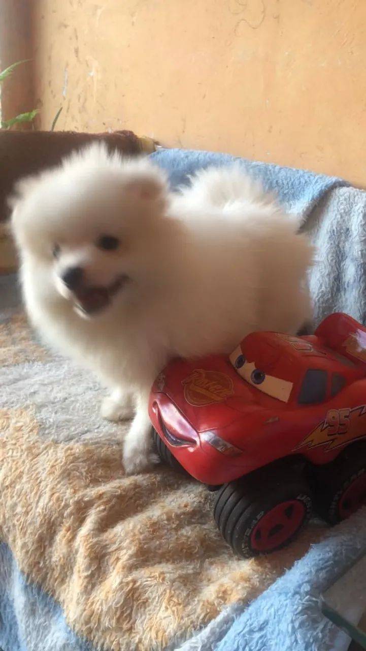 Lulu ,spitz alemão  - Foto 2