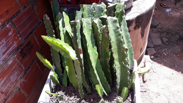 Mudas de Pitaya - Foto 6