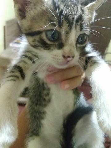 Doação gatos - Foto 2