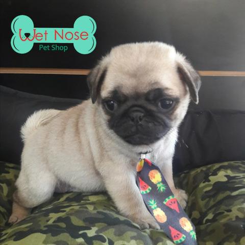 Pug Femea Preta- So Aqui Na Wet Nose