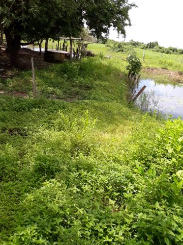 Terreno e fazenda - Foto 3
