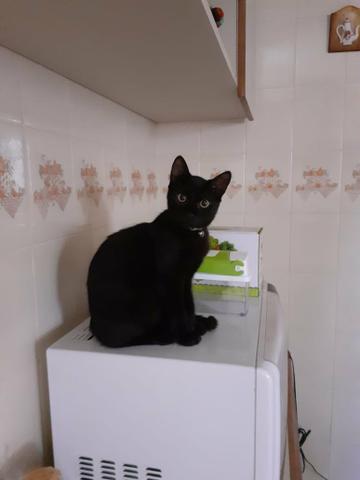 Adoção filhotes gatos - Foto 3