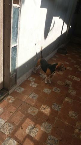 Femea