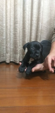 Pit bull monster lindos filhotes saudáveis e dóceis - Foto 3