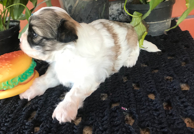 Lindos filhotes Shih Tzu (Shitzu) - Foto 4