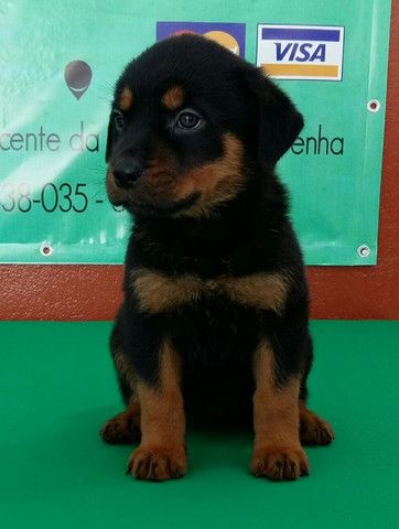 Cão Ideal Para Sua Segurança E De Sua Família Chame Canil Império E Garanta Seu Rottweiler - Foto 3