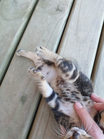 Filhotes de gato bengal - Foto 5
