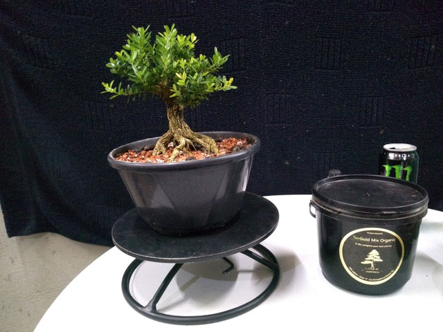 Pré bonsai buxus harllandi