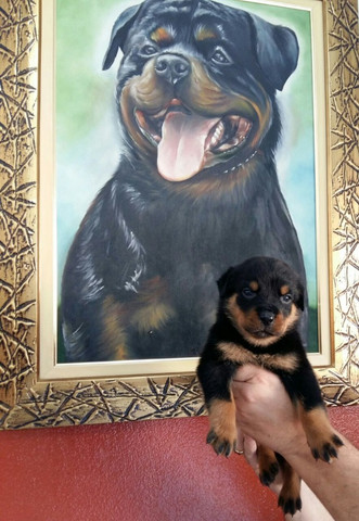 Lindos E Robustos Filhotes De Rottweiler Chame E Confira Canil Império - Foto 4