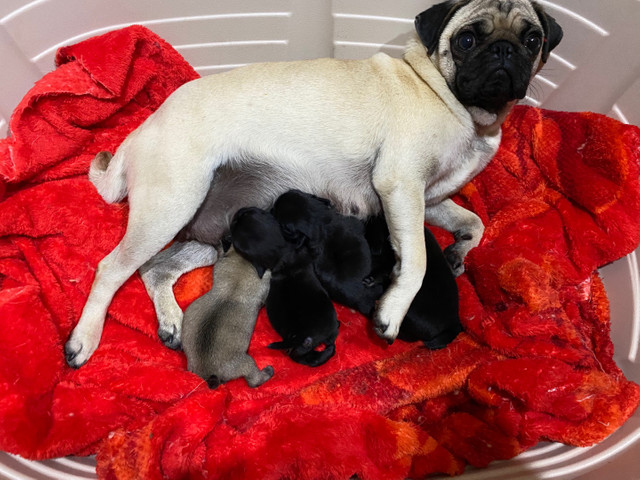 Filhotes de Pug Fêmea e Machos - Foto 3