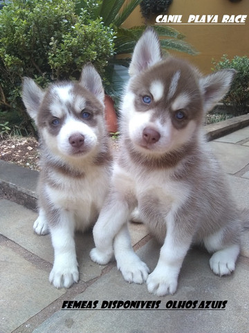 Husky Siberiano : Machos e Femeas Wooly olhos azuis