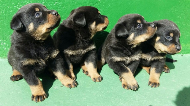 Cabeça De Touro Padrão Alemão Robusto E Imponentes Rottweiler Filhotes - Foto 6