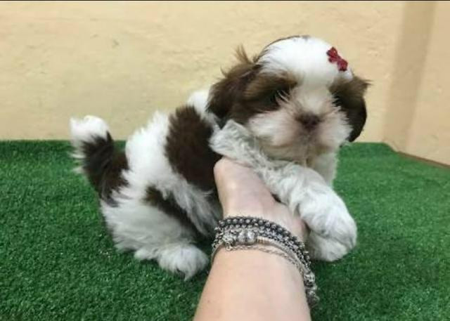 Shihtzu a felicidade que vc procura - Foto 2