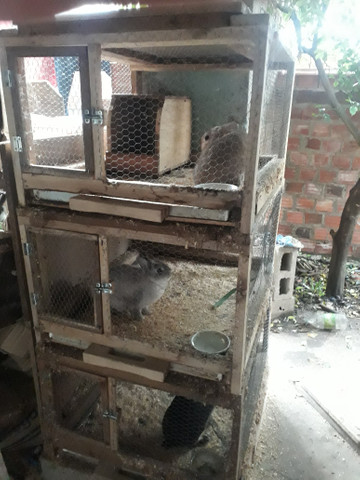 Vendo três coelhos netherland dwarf - Foto 4