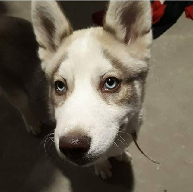 Husky Siberiano - Foto 2
