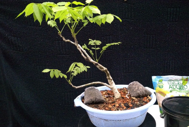 Pré bonsai de glicínia