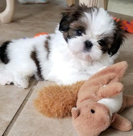 Filhotes de Shihtzu Com Pedigree - Foto 2
