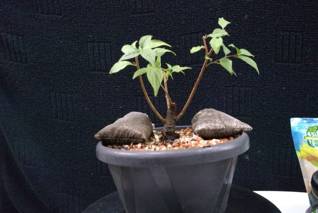 Pré bonsai mini cerejeira sakura