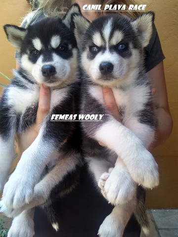 Husky Siberiano : Femeas e machos dividimos no cartao lindos !!!