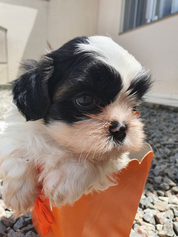 Filhotes de Shih-tzu padrão micro - Foto 3
