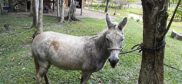 Vendo burro - Foto 2