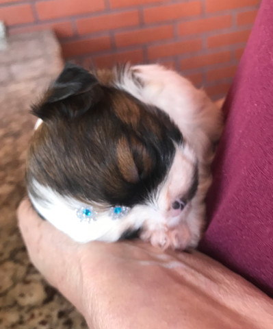 Lindos filhotes Shih Tzu (Shitzu) - Foto 2