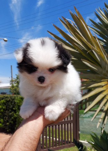 Lulu da pomerania
