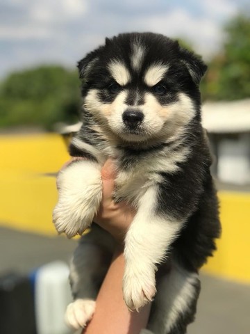 HUSKY SIBERIANO EM ATÉ 12X