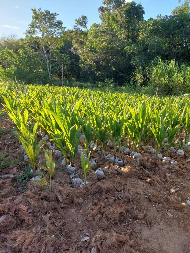 Muda de Coqueiro anão 
