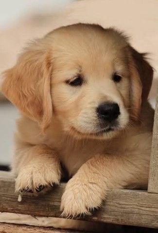 GOLDEN RETRIEVER COM PEDIGREE E MICROCHIP 